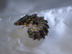 Abscondita cerata