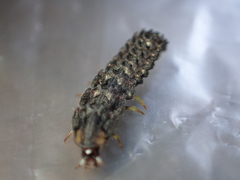 Abscondita cerata
