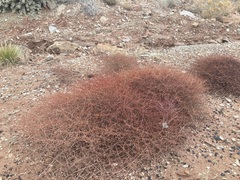 Eriogonum nummulare