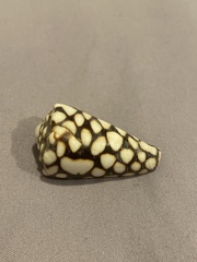 Conus marmoreus
