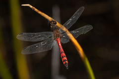 Austrothemis nigrescens