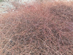 Eriogonum nummulare