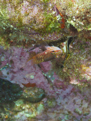 Hypoplectrodes maccullochi