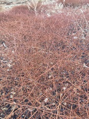 Eriogonum nummulare