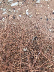 Eriogonum nummulare