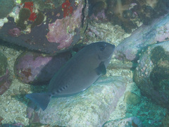 Prionurus microlepidotus