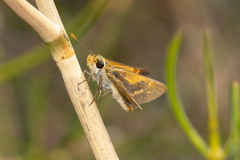 Taractrocera papyria agraulia
