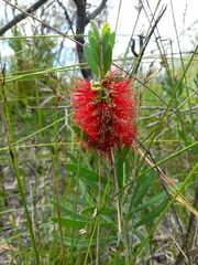 Melaleuca pachyphylla