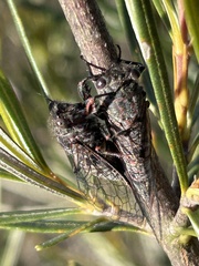 Atrapsalta encaustica