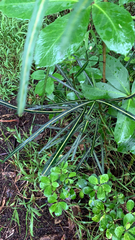 Pseudopanax crassifolius × lessonii