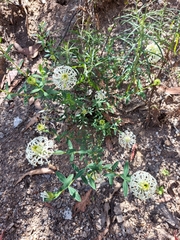 Pimelea treyvaudii