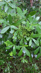 Pseudopanax lessonii