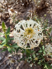 Pimelea treyvaudii