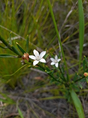 Philotheca queenslandica