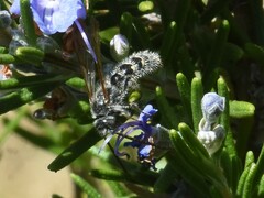 Colpa quinquecincta