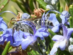 Colpa quinquecincta