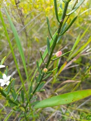 Philotheca queenslandica