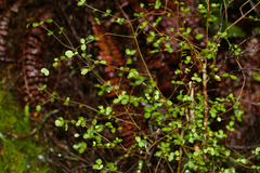 Neomyrtus pedunculata