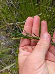 Philotheca queenslandica