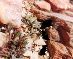 Crassula namaquensis