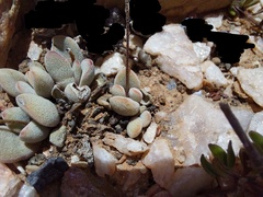 Crassula namaquensis