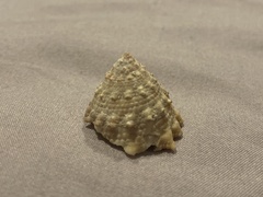Lithopoma caelatum