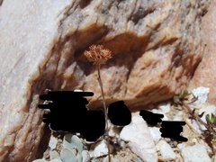 Crassula namaquensis