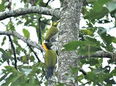 Chrysophlegma flavinucha