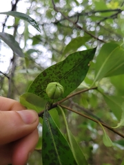 Pittosporum colensoi