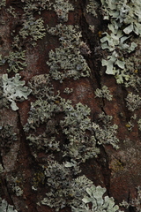 Physcia alnophila