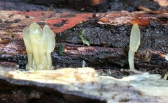 Calocera pallidospathulata