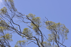 Eucalyptus approximans