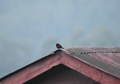 Phoenicurus leucocephalus