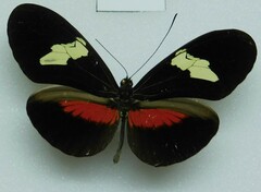Heliconius himera
