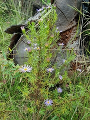 Olearia tenuifolia