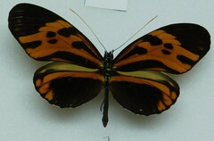 Heliconius numata bicoloratus