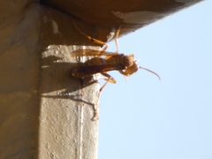 Polistes wattii