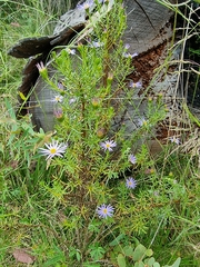 Olearia tenuifolia