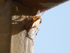 Polistes wattii