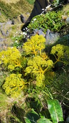 Aciphylla multisecta