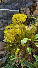Aciphylla multisecta