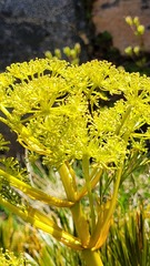Aciphylla multisecta