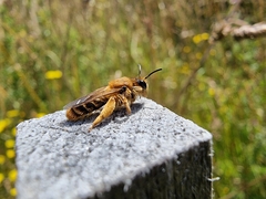 Leioproctus fulvescens