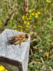 Leioproctus fulvescens
