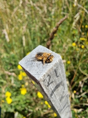 Leioproctus fulvescens