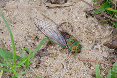 Macrotristria sylvara