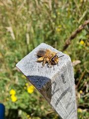 Leioproctus fulvescens