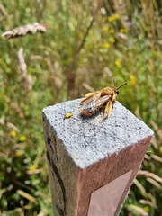 Leioproctus fulvescens