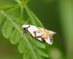 Cosmaresta anarrecta