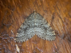 Operophtera occidentalis